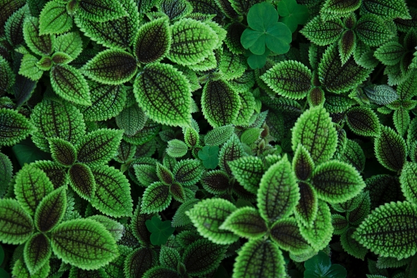 10 Habits to Boost Your Ability to Flourish